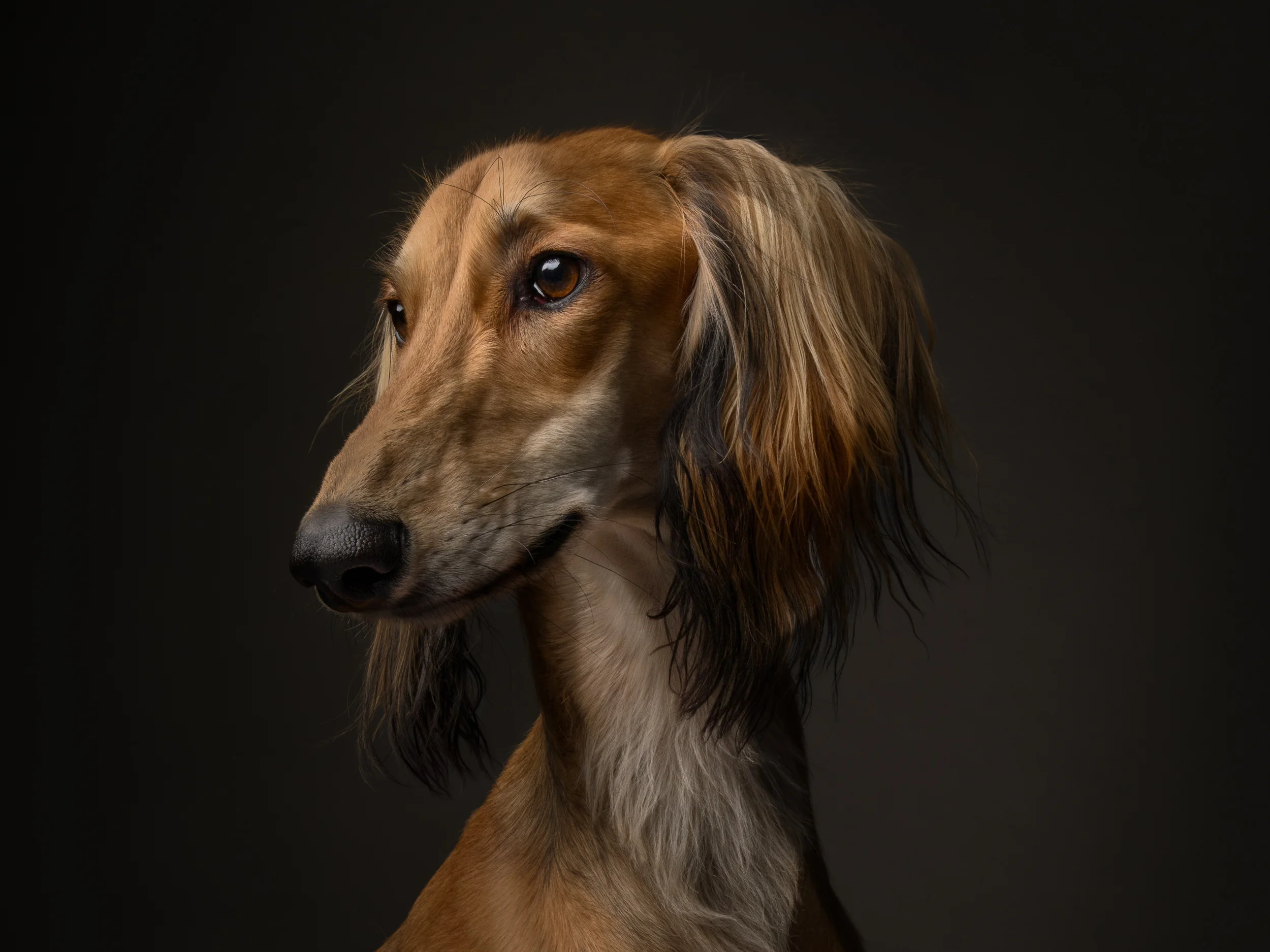 Low-angle heroic portrait of a Great Dane.
